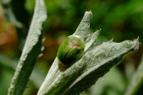 Réf. 257 520 : Cassida rubiginosa